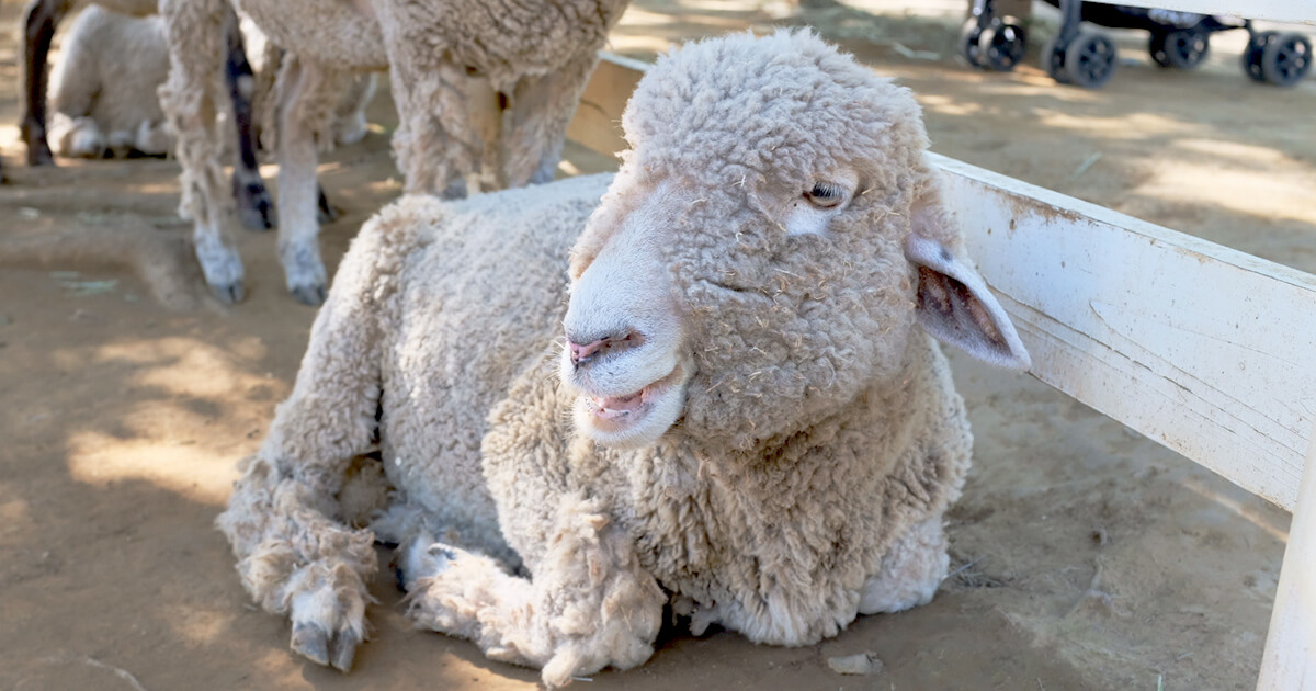 サウスダウン種