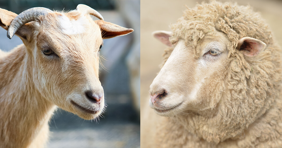 羊とヤギの違い