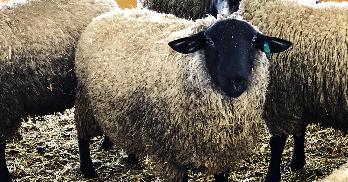 サフォーク種の羊