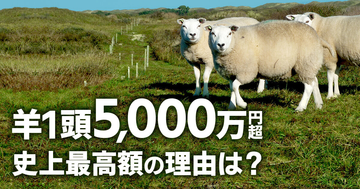 羊1頭が5,000万円以上で落札！？史上最高額のその理由とは？