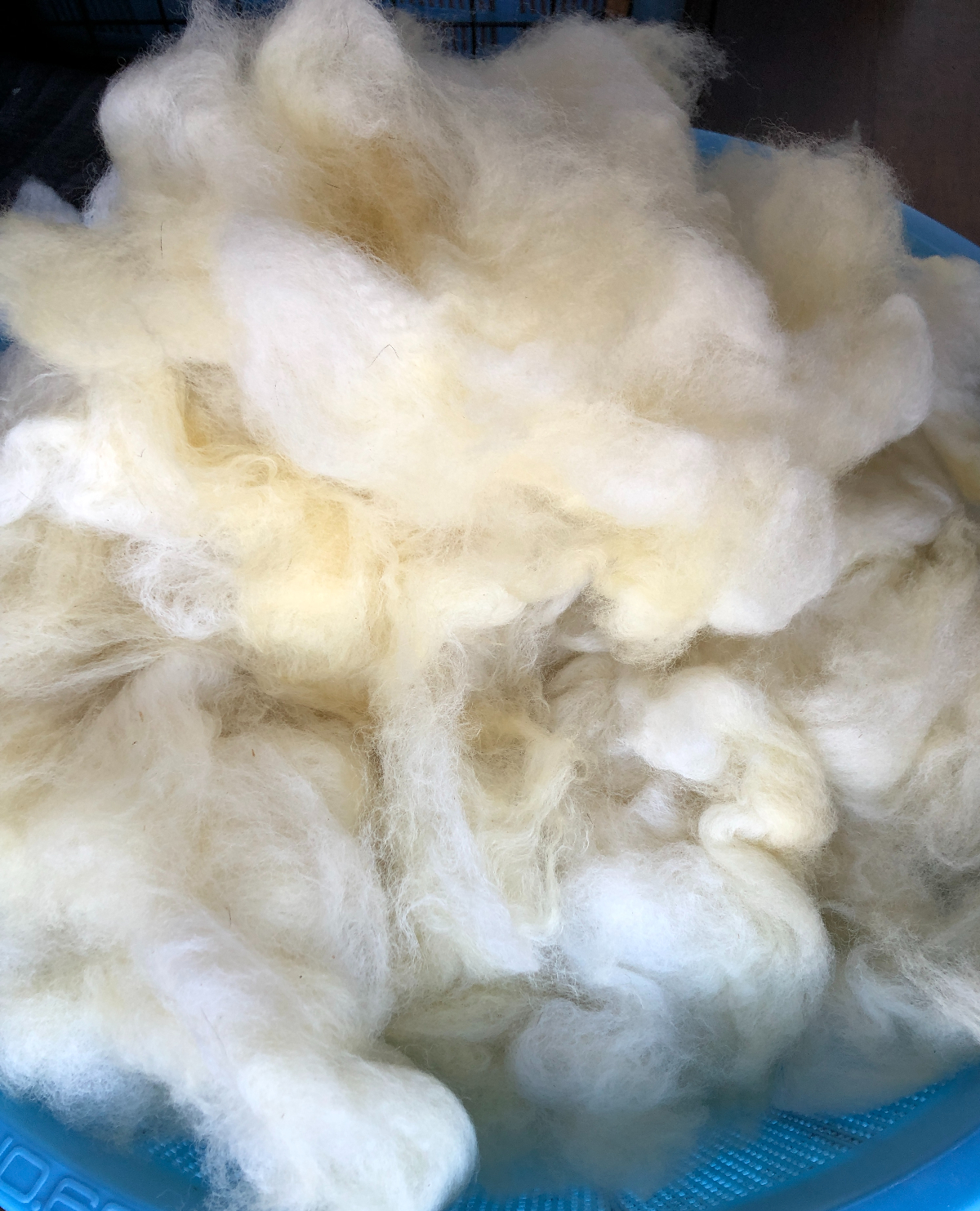 洗毛に成功したメルティーシープの羊毛